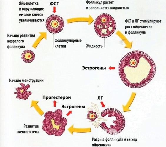 Гормон ФСГ в крови - Повышенный гормон ФСГ у женщин в лаборатории Lab4U