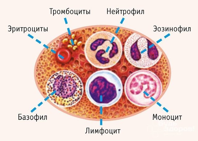 Клинический анализ крови: расшифровка показателей, что это такое