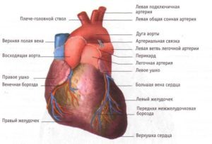 Сердце человека: анатомия и физиология главного органа