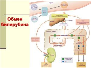 Общий билирубин 23 — Лечим печень