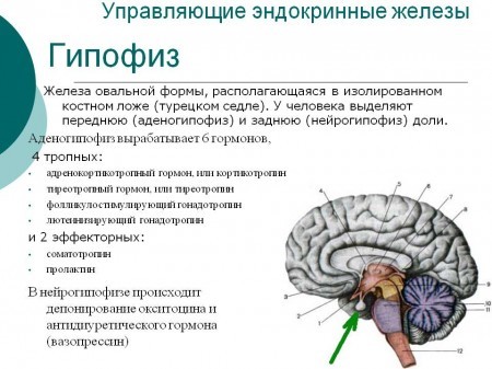 Когда и как сдавать анализ на гормоны. Какие анализы сдают на гормоны