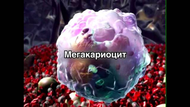 Повышены тромбоциты в крови - что это, как лечить, чем опасно