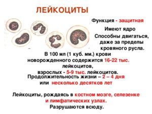 Что такое Лейкоцитарная формула?