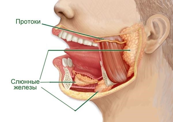 Густая, вязкая и тягучая слюна во рту: причины густой слюны, лечение