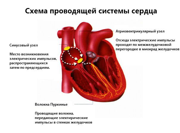 Аритмия: симптомы, диагностика, лечение