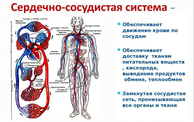 Берут ли в армию с тахикардией в 2019 году?