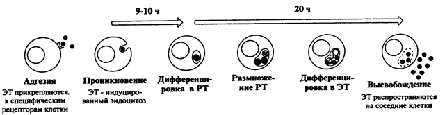 Хламидиоз при беременности - симптомы, лечение, последствия для ребенка