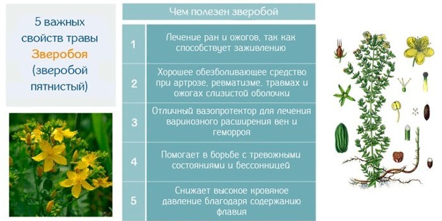 От чего помогает зверобой?