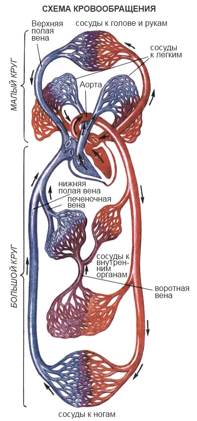 К малому кругу кровообращения относят легочное вену почему? - Школьные Знания.com