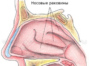Клиническая анатомия носа. Кровоснабжение полости носа