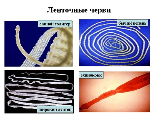 Декарис – инструкция по применению таблеток, отзывы, цена, отзывы