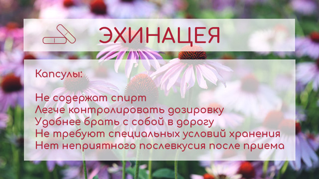 Эхинацея: инструкция по применению для таблеток и экстрактов, в чем разница между капсулами и каплями