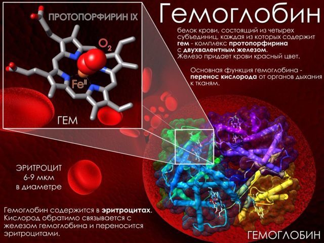 Где в организме человека происходит разрушение эритроцитов. Место образования эритроцитов. Строение эритроцитов. Место разрушения эритроцитов