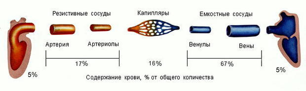 Коагулограмма - обязательный анализ при беременности, перед операцией