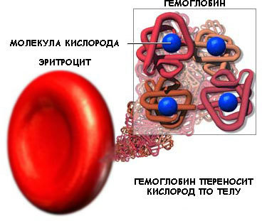 Анизоцитоз эритроцитов и тромбоцитов: причины патологии
