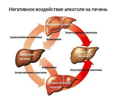 Сердце алкоголика и влияние алкоголя на него
