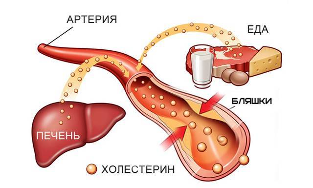 Продукты повышающие холестерин в крови у женщин и у мужчин
