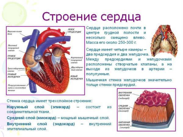 133. Слои стенки сердца, их функции.