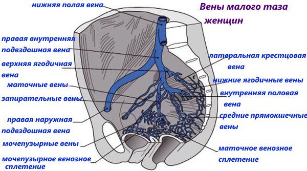 Застой крови в малом тазу у женщин и мужчин: симптомы, лечение, причины