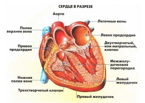Анатомия: Малый круг кровообращения.