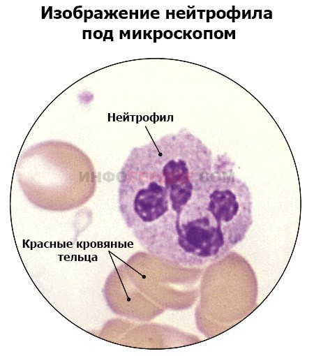 Что такое гранулоциты, что значит повышенные гранулоциты в крови