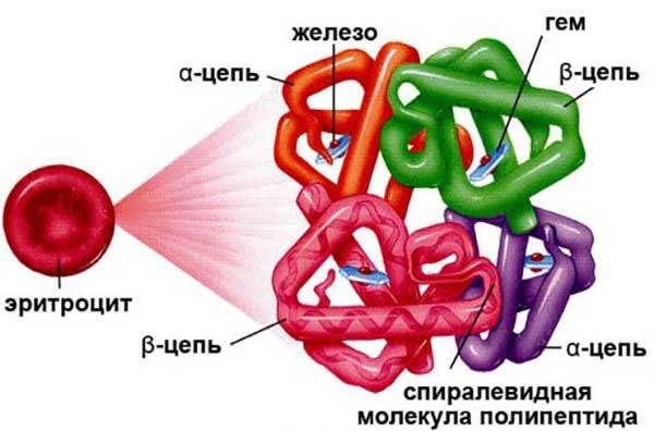 Может ли быть температура при анемии у взрослых?