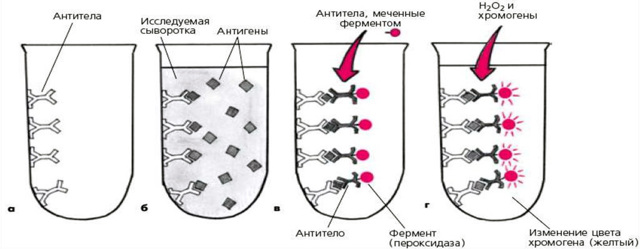 ИФА на сифилис: как проводится анализ