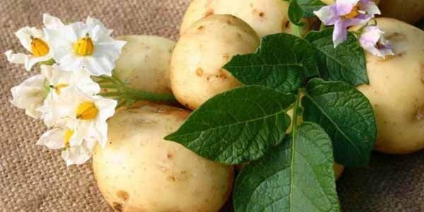 Лечение геморроя картофелем дома