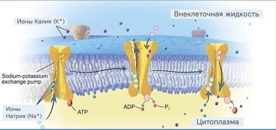 Повышенный калий в крови у взрослых и детей: что это значит, причины и симптомы, способы снижения показателя