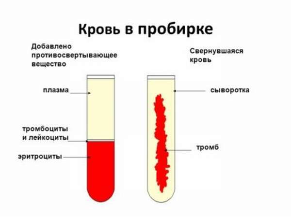 Сыворотка крови человека: что это, отличие от плазмы