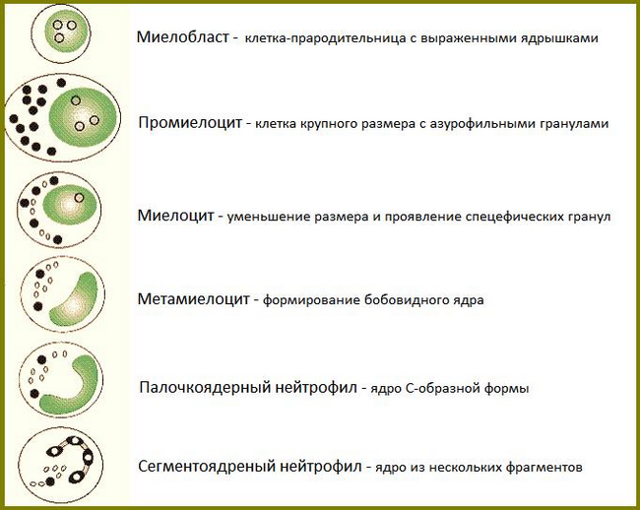 Если палочкоядерные нейтрофилы 0 у взрослого – о чем это говорит. Почему у ребенка повышены сегментоядерные и палочкоядерные нейтрофилы: причины высоких показателей в анализе крови