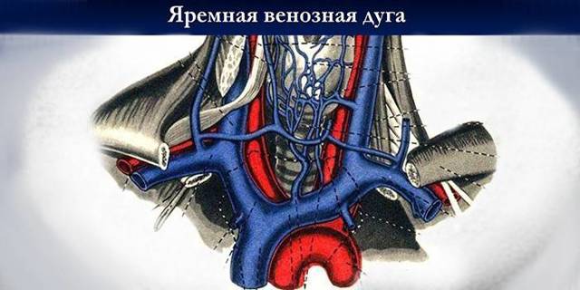 Что такое Яремная вена?
