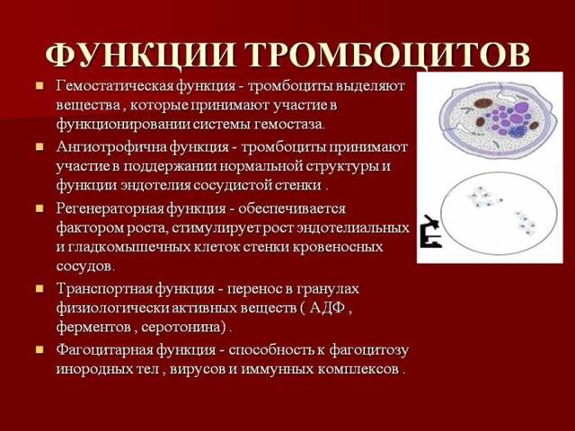 Средний объем тромбоцитов повышен - Гид-медик