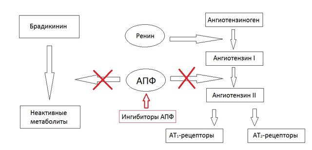 Бета-блокаторы: список препаратов. Сайт о лечении гипертонии. Учим, как снизить давление до нормы