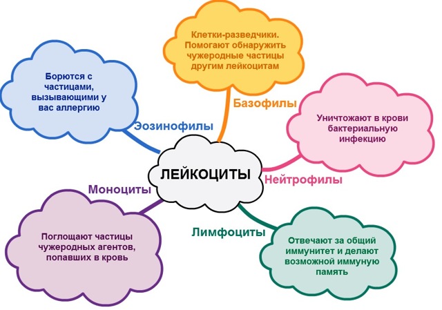 Что показывают лейкоциты в крови: норма и патология