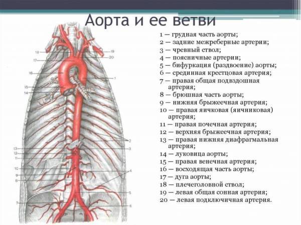 Бифуркация - это раздвоение трахеи, аорты или сонной артерии