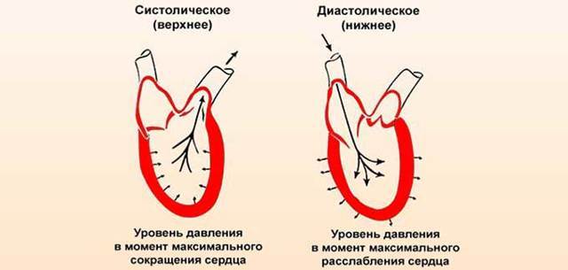 Что такое систола и диастола. Чем отличается систолическое давление от диастолического