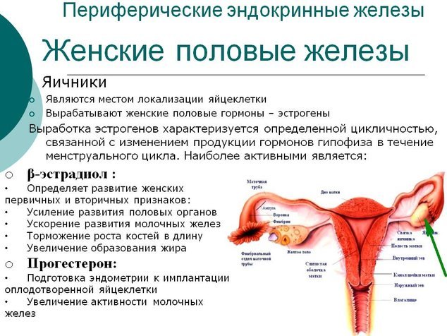 Когда сдавать анализы на женские гормоны и как правильно это сделать?
