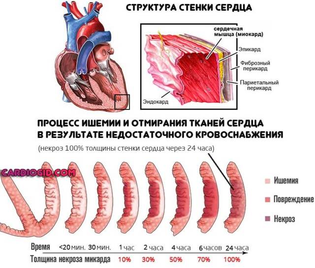 Милдронат - применение, инструкция, показания