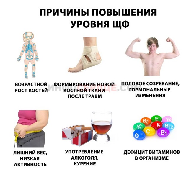 Биохимический анализ крови расшифровка alp | Жизнь сердца