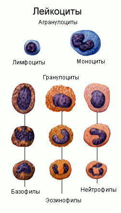 Лейкоциты - Количество лейкоцитов - Группы лейкоцитов