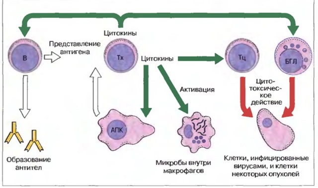 ЛИМФОЦИТЫ В КРОВИ У РЕБЕНКА ПОВЫШЕНЫ: [причины, лечение]
