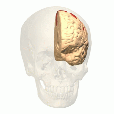 Сопор и кома при инсульте - Инсульт . Реабилитация