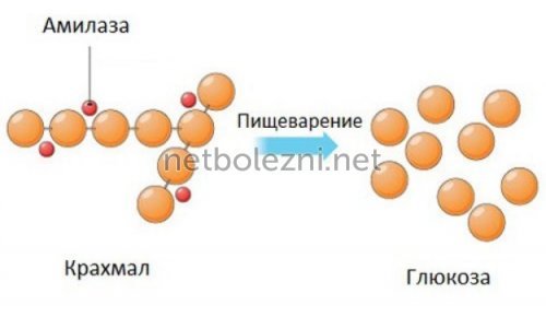 Альфа-амилаза в крови повышена