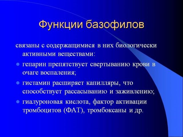 Абсолютное содержание базофилов повышено