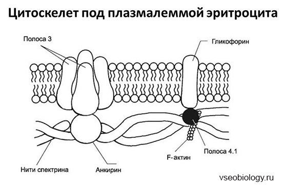 Эритроциты. Строение и состав эритроцитов