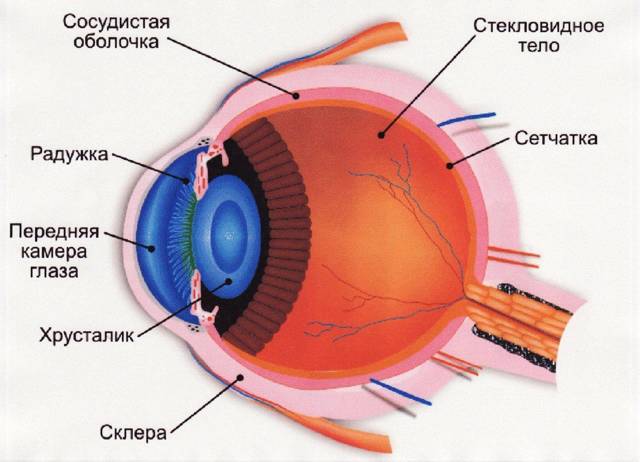 Инсульт глаза симптомы