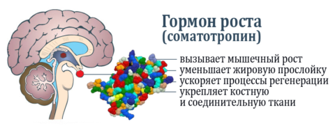 Пссг гормон что это такое - Про щитовидку