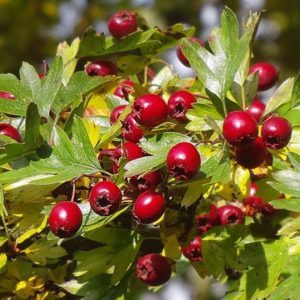 Как избавиться от гипертонии навсегда