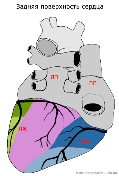 Стандартные отведения от конечностей - 1,2,3